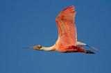 Spoonbill In Flight_45870